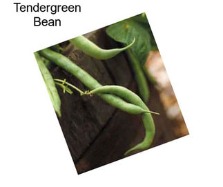 Tendergreen Bean