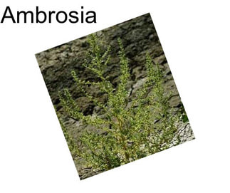 Ambrosia