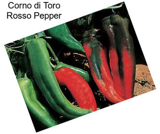 Corno di Toro Rosso Pepper