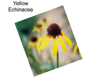 Yellow Echinacea