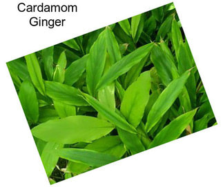 Cardamom Ginger