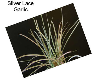 Silver Lace Garlic