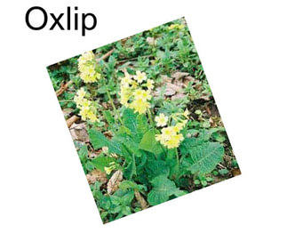 Oxlip