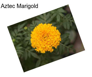 Aztec Marigold
