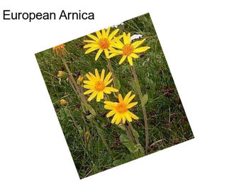 European Arnica