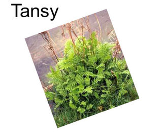 Tansy