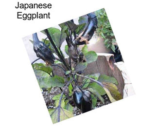 Japanese Eggplant