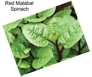 Red Malabar Spinach