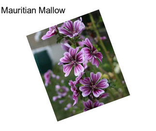 Mauritian Mallow