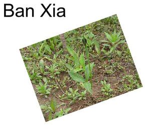 Ban Xia