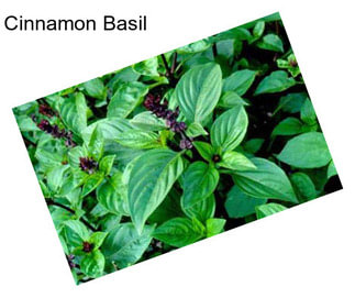 Cinnamon Basil