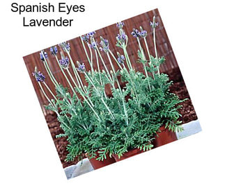 Spanish Eyes Lavender