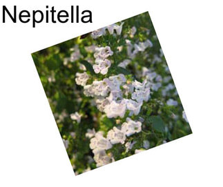 Nepitella