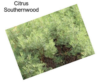 Citrus Southernwood