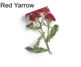 Red Yarrow