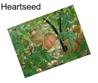 Heartseed