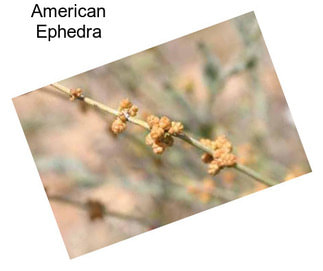 American Ephedra