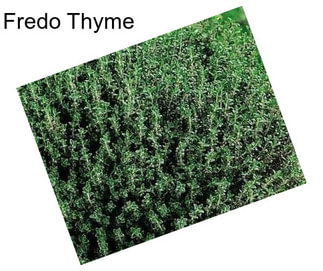 Fredo Thyme