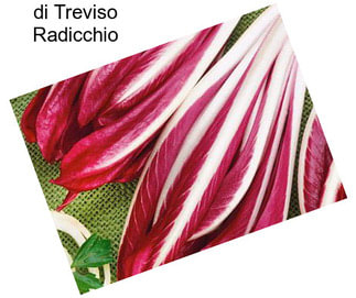 Di Treviso Radicchio