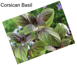 Corsican Basil