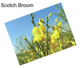 Scotch Broom