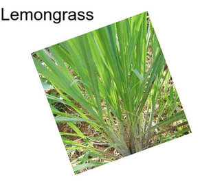 Lemongrass