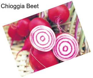 Chioggia Beet