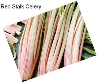 Red Stalk Celery