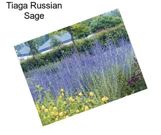 Tiaga Russian Sage