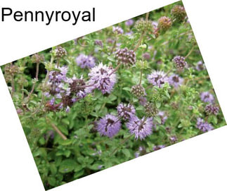 Pennyroyal