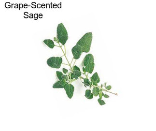 Grape-Scented Sage