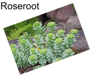 Roseroot