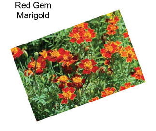 Red Gem Marigold