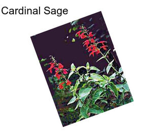 Cardinal Sage