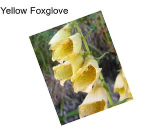 Yellow Foxglove