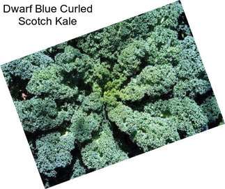 Dwarf Blue Curled Scotch Kale