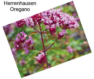 Herrenhausen Oregano