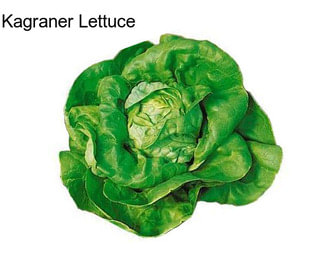 Kagraner Lettuce