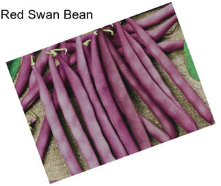 Red Swan Bean