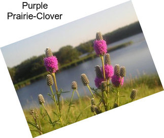 Purple Prairie-Clover