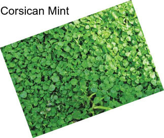 Corsican Mint