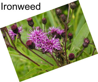 Ironweed