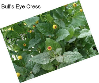 Bull\'s Eye Cress