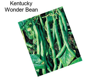 Kentucky Wonder Bean