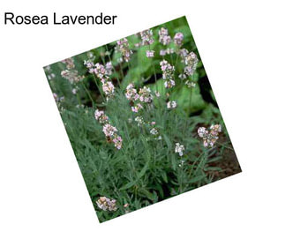 Rosea Lavender