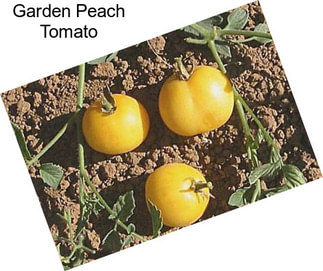 Garden Peach Tomato