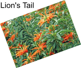 Lion\'s Tail