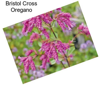 Bristol Cross Oregano