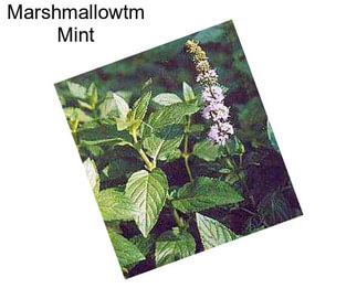 Marshmallowtm Mint