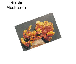 Reishi Mushroom